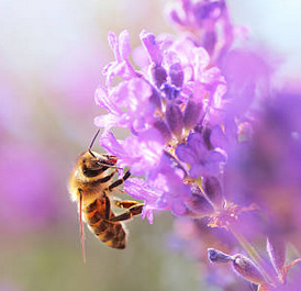 Atelier de recherche participative sur les ressources florales des abeilles à la Réserve de Remoray